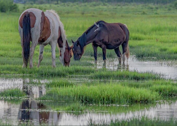 Chincoteague Island Greeting Card featuring the photograph Saltwater Ponies of Chincoteague Island by Marcy Wielfaert