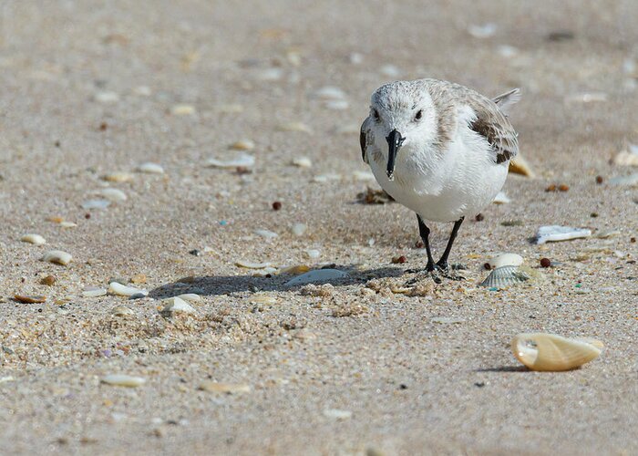 Brevard County Greeting Card featuring the photograph Sanderling Pause From Foraging by Dawn Currie