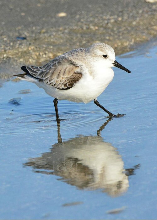 Sanderling Greeting Card featuring the photograph Sanderling Reflection by Jerry Griffin