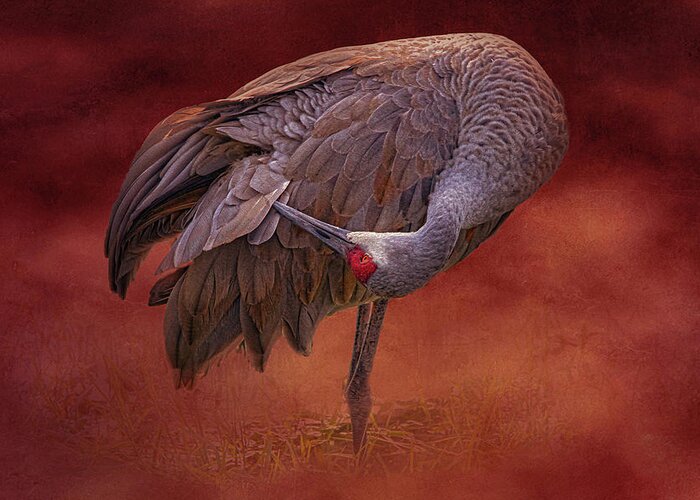 Sandhill Crane Greeting Card featuring the photograph Sandhill Crane 038B by Sally Fuller