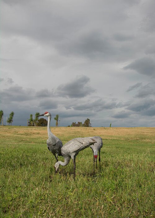 Sandhill Greeting Card featuring the photograph Sandhill Cranes by Carolyn Hutchins