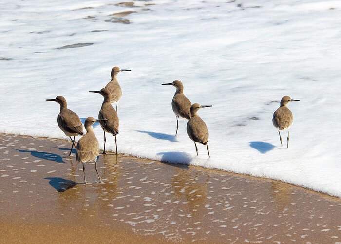 Bird Greeting Card featuring the photograph Sandpipers Ocean Stakeout by Blair Damson