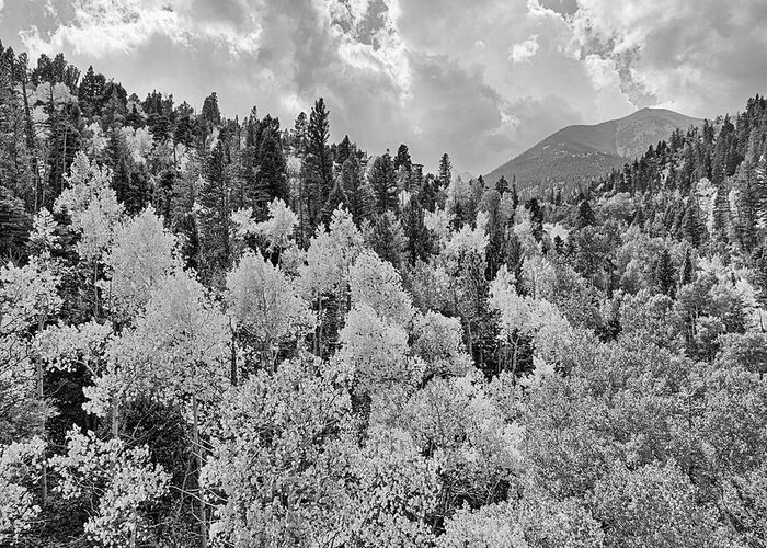 Aspen Trees Greeting Card featuring the photograph Sangre De Cristo White by JC Findley