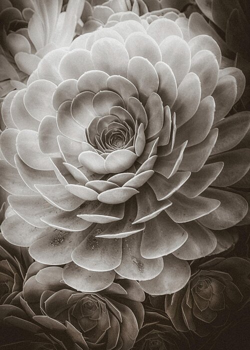 Soft Greeting Card featuring the photograph Santa Barbara Succulent#20 by Jennifer Wright