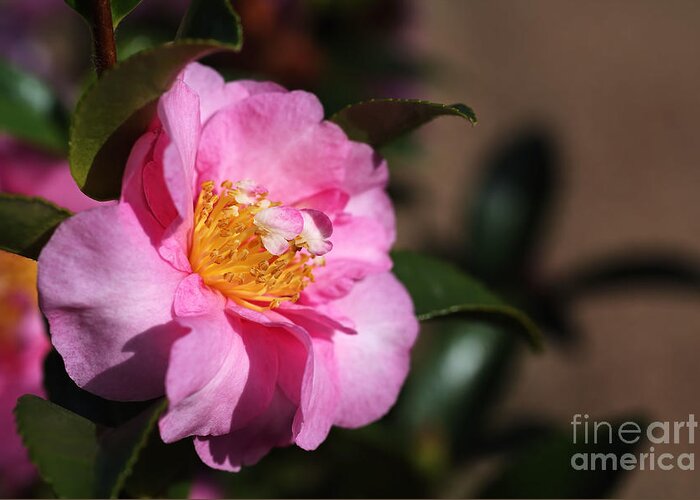 Ericales Greeting Card featuring the photograph Sasanqua Camellia by Joy Watson