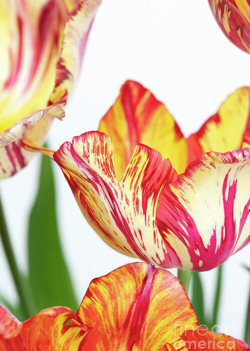 Tulip Greeting Card featuring the photograph Saskia by Tim Gainey