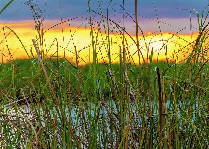 Sunset Greeting Card featuring the photograph Sawgrass Sunset by Blair Damson