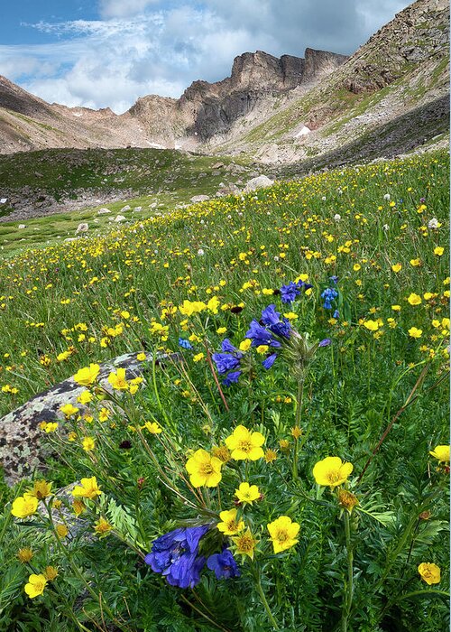 Colorado Greeting Card featuring the photograph Sawtooth Wildflowers by Aaron Spong