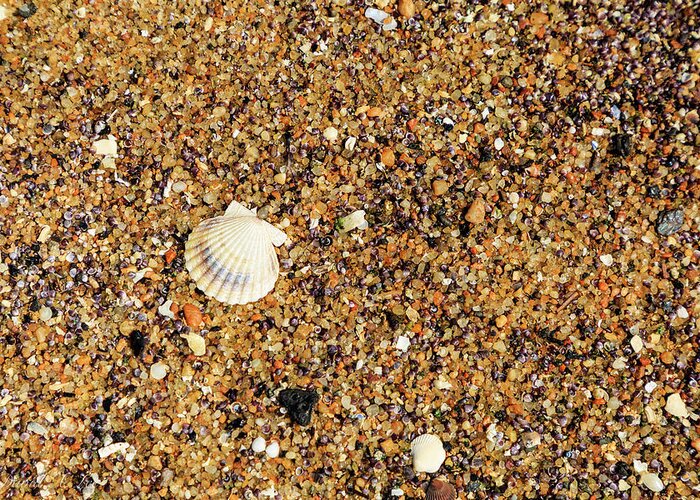Seascape Greeting Card featuring the photograph Scallop Shell by David Lee