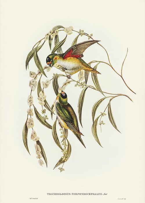 Ancient Greeting Card featuring the painting Scaly-breasted Lorikeet Trichoglossus chlorolepidotus illustrated by Elizabeth Gould 1804-1841 for J by Les Classics