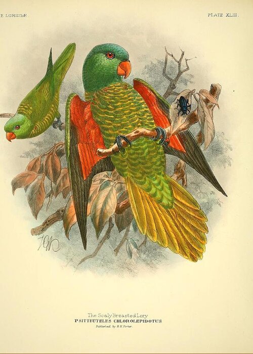 Bird Greeting Card featuring the mixed media Scaly Breasted Lory by World Art Collective
