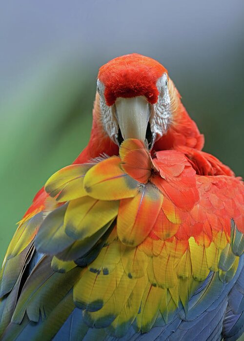 Tim Fitzharris Greeting Card featuring the photograph Scarlet Macaw Preening II by Tim Fitzharris
