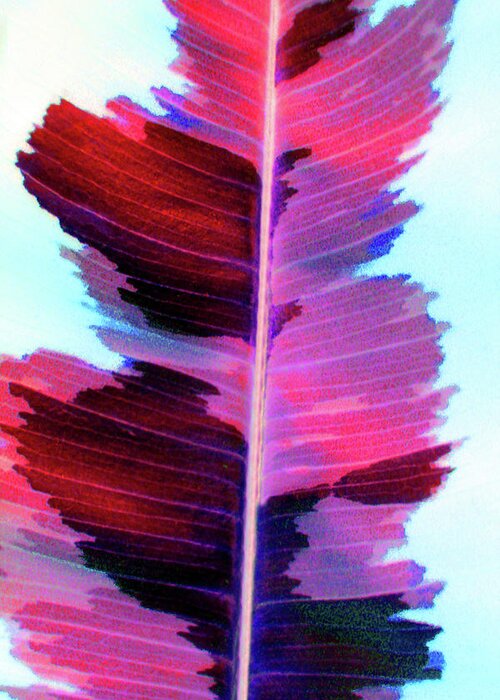 Scarlett Greeting Card featuring the photograph Rubber Leaf Scarlett by Carolyn Stagger Cokley