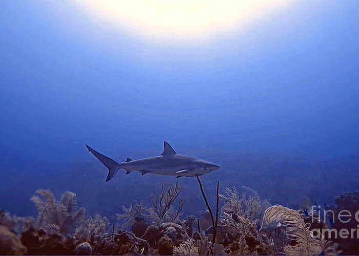 Reef Shark Greeting Card featuring the photograph Scarlett by Kip Vidrine