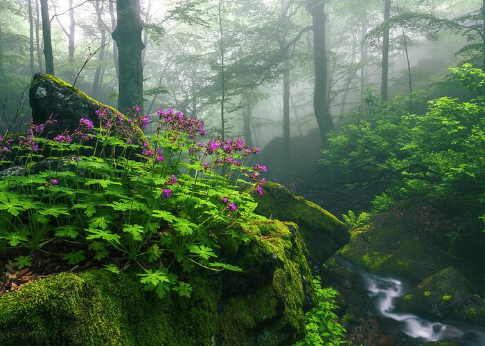Geranium Greeting Card featuring the photograph Scent of Spring by Evgeni Dinev