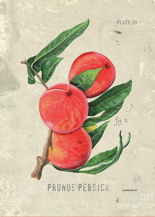 Peach Greeting Card featuring the painting Scientific Fruit 2 by Debbie DeWitt