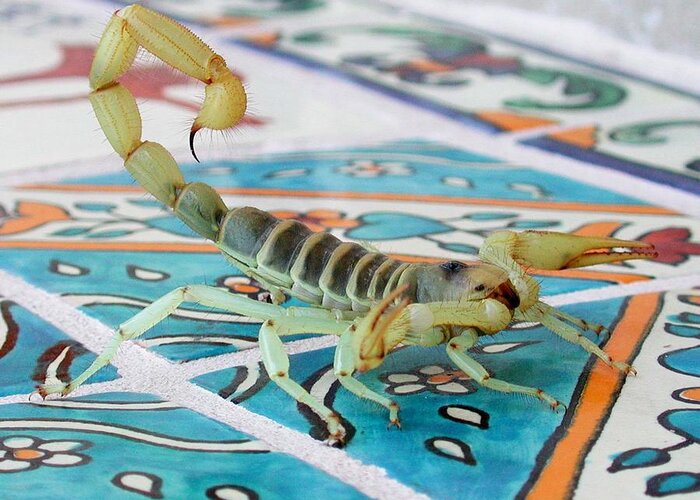 Scorpion Greeting Card featuring the photograph Scorpion by Perry Hoffman