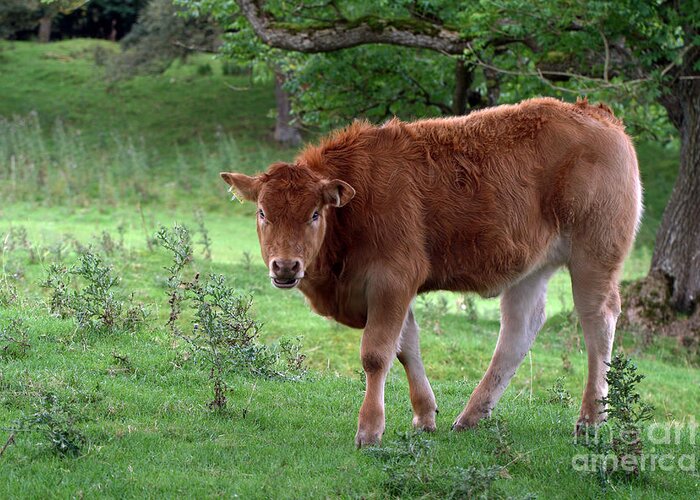 Cow; Cattle; Animal; Scotland; Pasture; Europe; Horizontal; Greeting Card featuring the photograph Scottish Cow by Tina Uihlein