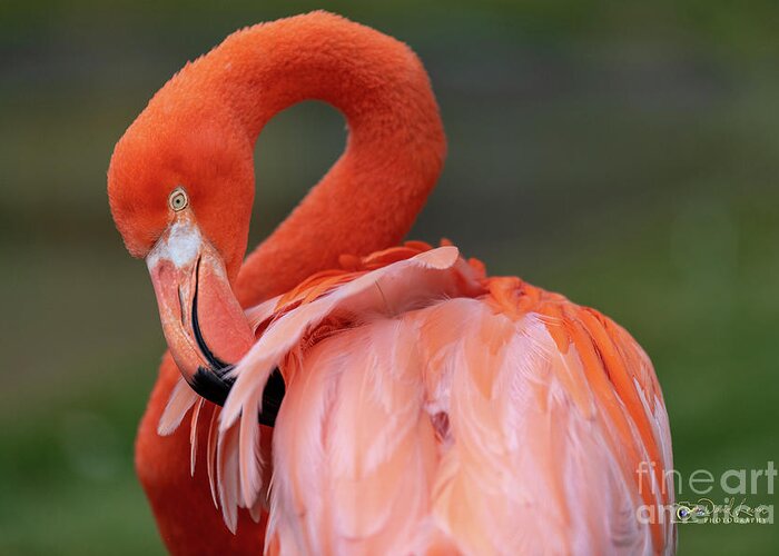 Bird Greeting Card featuring the photograph Scratching My Back by David Levin