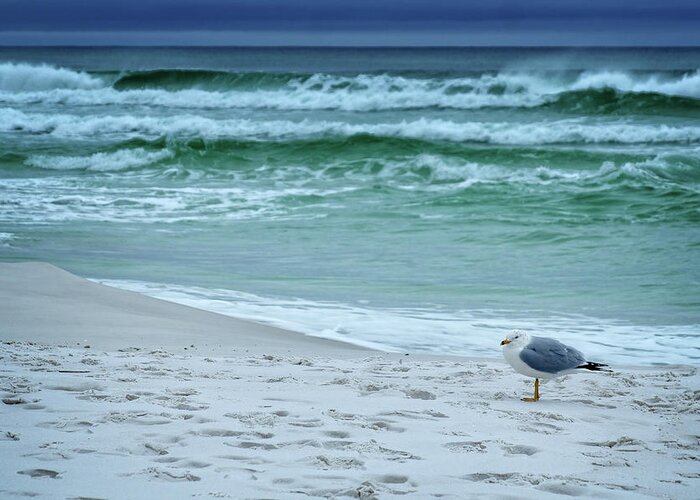 Sand Greeting Card featuring the photograph Sea Gull by George Taylor