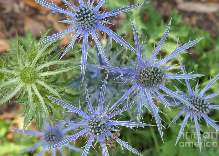 Sea Holly Greeting Card featuring the photograph Sea Hollies in bloom by Bentley Davis