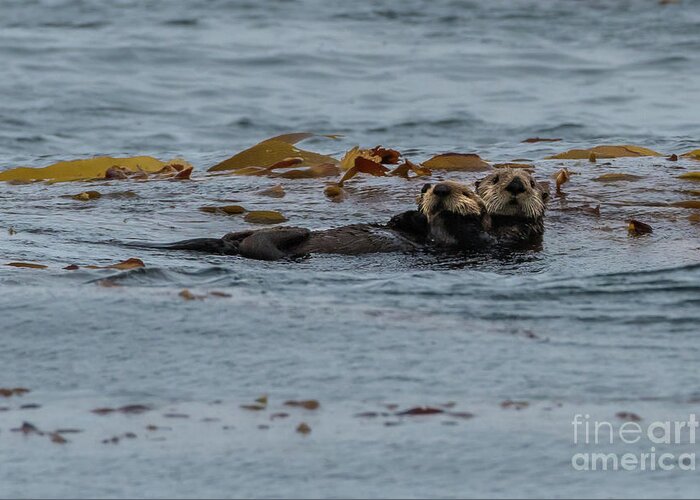 Animal Greeting Card featuring the photograph Sea Otter Mother and Pup in Kelp by Nancy Gleason