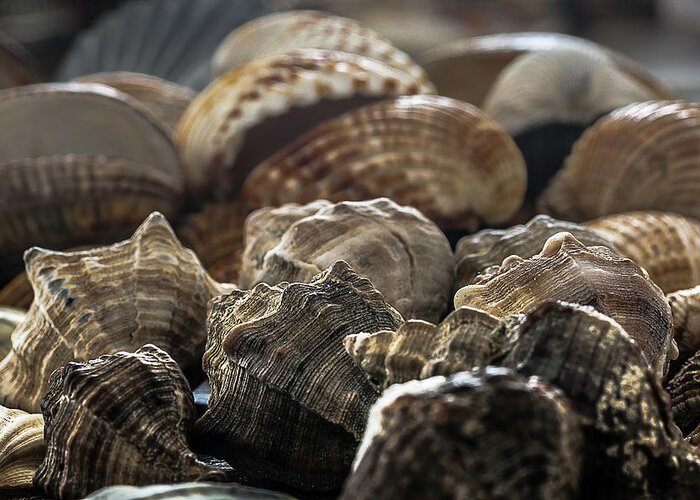 Italian Beach Shells Greeting Card featuring the photograph Sea shells 2 by Wolfgang Stocker