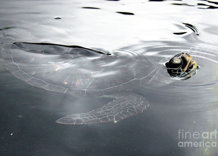 Maui Greeting Card featuring the photograph Sea Turtle by Wilko van de Kamp Fine Photo Art
