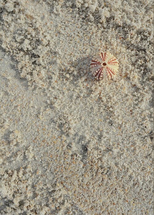 Sea Urchin Shell Greeting Card featuring the photograph Sea Urchin Shell on Sandy Beach by Marianne Campolongo