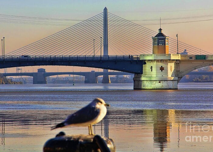 Seagull Greeting Card featuring the photograph Seagull and Downtown Toledo Bridges 9163 by Jack Schultz