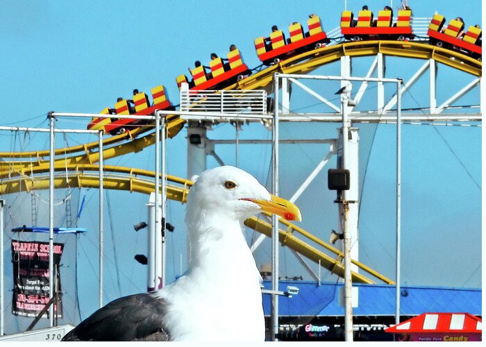 Rollercoaster Greeting Card featuring the photograph Seagull at the Santa Monica Pier by Eyes Of CC