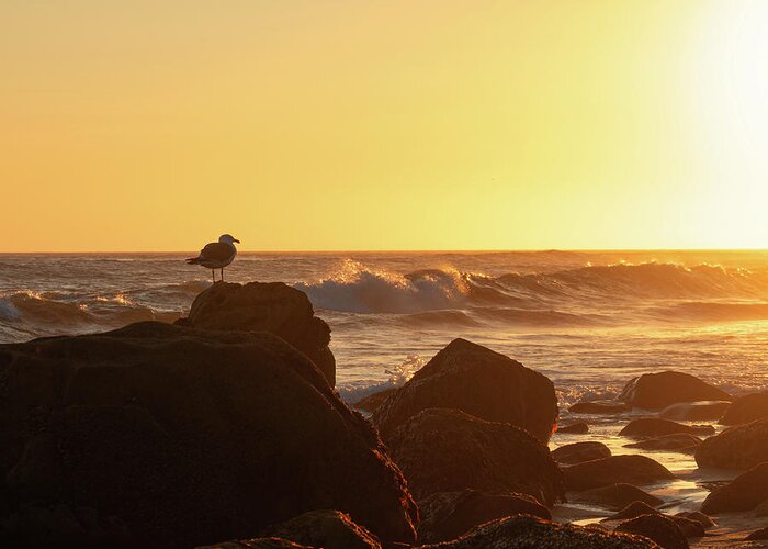 Beach Greeting Card featuring the photograph Seagull Enjoying the Sunset by Matthew DeGrushe