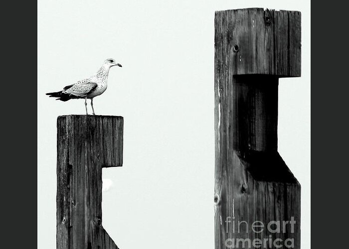Seagull Greeting Card featuring the photograph Seagull on a Pier by Irene Czys