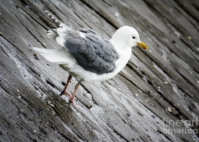 Vancouver Greeting Card featuring the photograph Seagull by Wilko van de Kamp Fine Photo Art