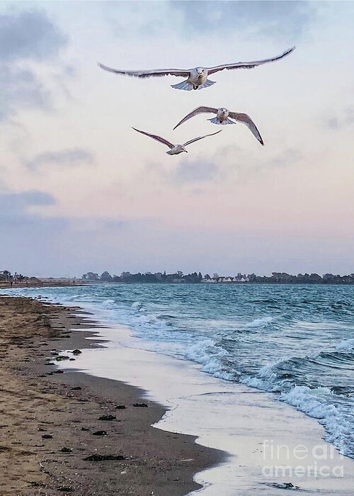 Photo Greeting Card featuring the photograph Seagulls in flight 2 by Linda Weinstock