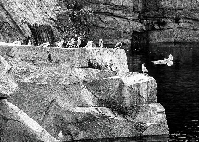 Seagulls Greeting Card featuring the photograph Seagulls on Granite by David Lee