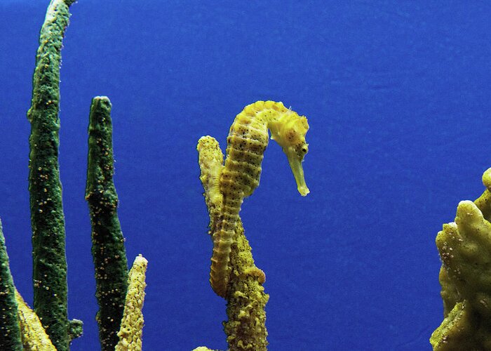 Seahorse Greeting Card featuring the photograph Seahorse by Carol Highsmith