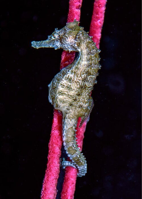 Lined Seahorse Greeting Card featuring the photograph Seahorse on Gorgonian Coral by WAZgriffin Digital