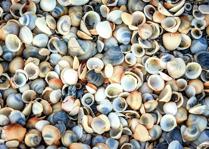 Seashells Greeting Card featuring the photograph Seashells On The Seashore by Rebecca Herranen