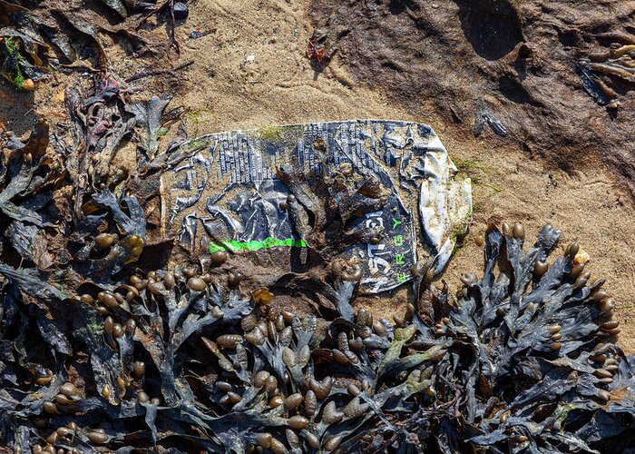 United Kingdom Greeting Card featuring the photograph Seaweed and can by Richard Donovan