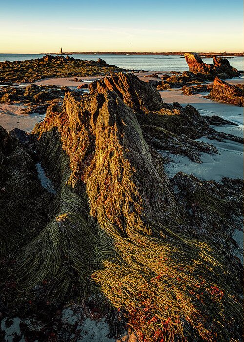 New Hampshire Greeting Card featuring the photograph Seaweed Over Rocks At Low Tide, Fort Foster. by Jeff Sinon