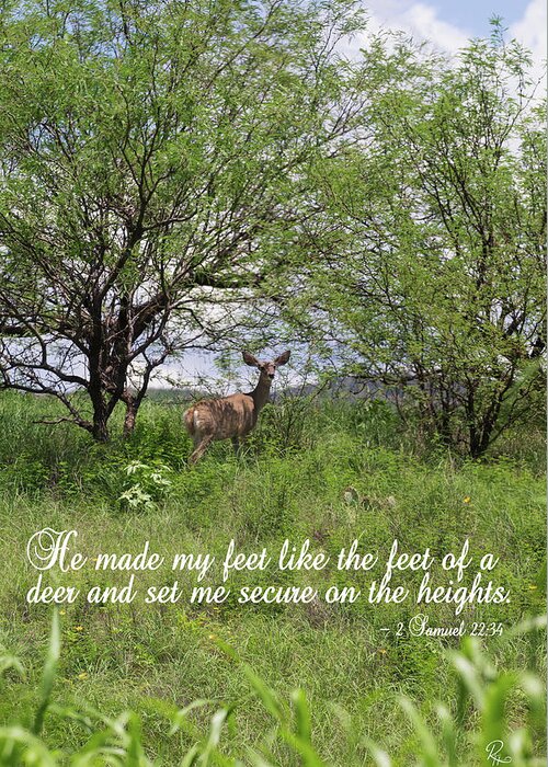 Mule Deer Greeting Card featuring the photograph Secure on the Heights by Robert Harris