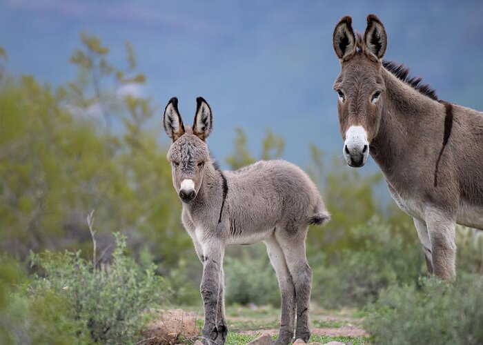 Wild Burro Greeting Card featuring the photograph Self Assured by Mary Hone