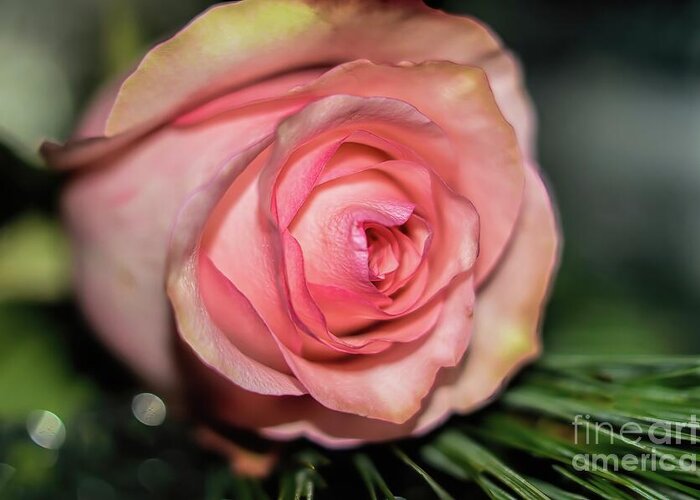 Rose Greeting Card featuring the photograph Sentimentality by Diana Mary Sharpton