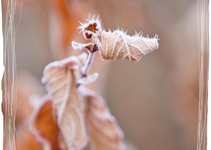 Frost Greeting Card featuring the photograph Sepia Hoarfrost I by Patti Deters