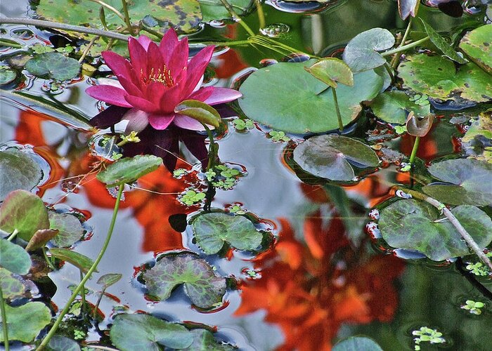 Waterlily: Water Garden Greeting Card featuring the photograph September Rose Water Lily 1 by Janis Senungetuk