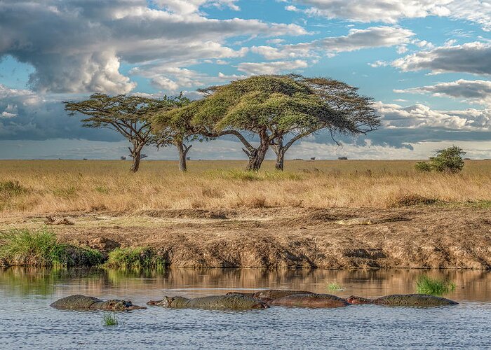 Tanzania Greeting Card featuring the photograph Serengeti Evening by Marcy Wielfaert