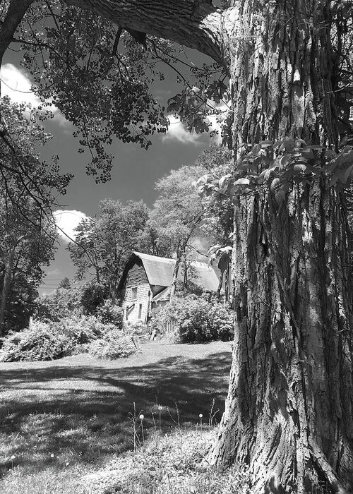 Black And White Greeting Card featuring the photograph Shade Tree with a Barn by Mike McGlothlen