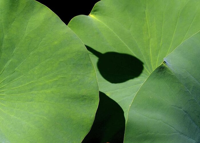 Lotus Leaves Greeting Card featuring the photograph Shadow Connected by Alida M Haslett
