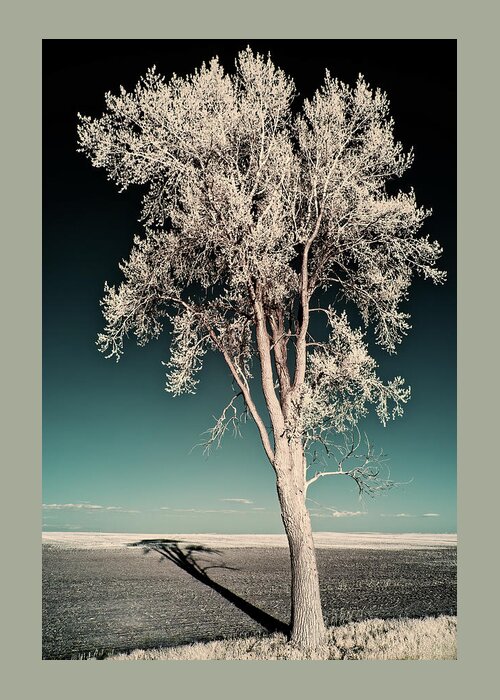 Tree Greeting Card featuring the photograph Shadowscape - A lone tall cottonwood casts a long shadow on ND field by Peter Herman